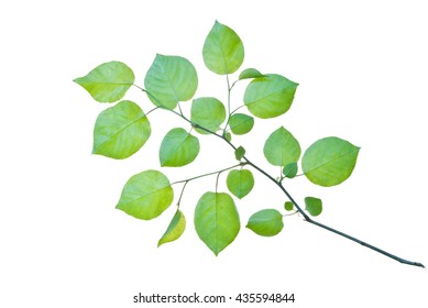 Green Twig Isolated On White Background Stock Photo 435594844 ...