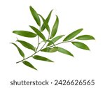 Green twig of italian ruscus (DANAE RACEMOSA) leaves isolated on white