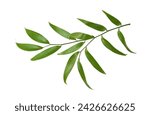 Green twig of italian ruscus (DANAE RACEMOSA) leaves isolated on white