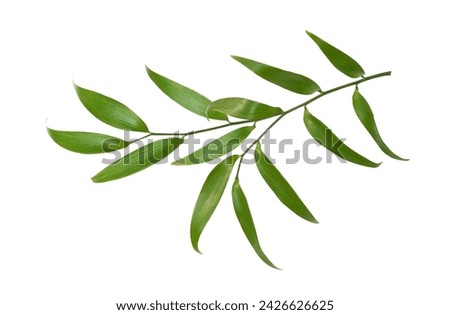 Green twig of italian ruscus (DANAE RACEMOSA) leaves isolated on white