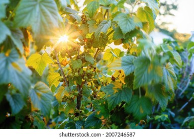 Green Unripe Black Currant Berries On A Bush