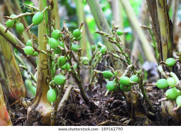 Green Unripe Cardamom Pods Plant Kerala Stock Photo (Edit Now) 189562790