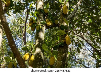 Green unripe jackfruit on a tree in a park in Brazil. Trees in sunny summer weather. Jackfruit grows overhead.