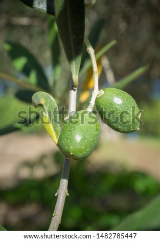 Green unripe olives fruits on tree branch, Badajoz, Spain. Half maduration stage