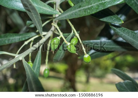 Green unripe olives fruits on tree branch, Badajoz, Spain. Initial maduration stage