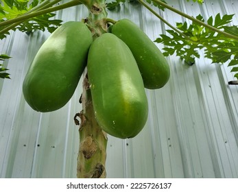 Green Unripe Papaya Fruit In The Yard