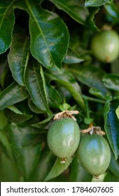 Green Unripe Passionfruit Hang On Tree,Passiflora Edulis,climber Fruit