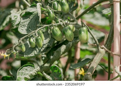 Green unripe tomatoes growing on the branches. - Powered by Shutterstock