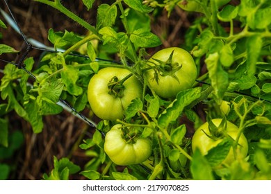 Green and unripe tomatoes hang on a bush. Large fruits of immature vegetables. Vegetable plantation with tomatoes. Growing organic products.