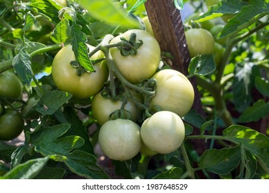 Green unripe tomatoes are hanging on the bush.