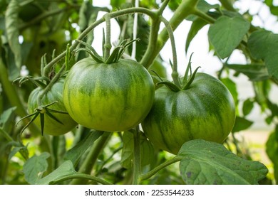 Green unripe tomatoes on a branch with leaves close-up in a greenhouse on a clear summer day and space for copying. Concept gardening - Shutterstock ID 2253544233