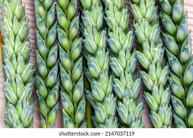 green unripe wheat spikelets for grain ripening, unripe wheat spikelets with an incomplete grain harvest