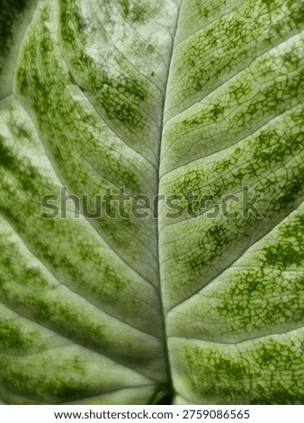 Green Variegated Leaf Texture Close Up Natural Pattern Background