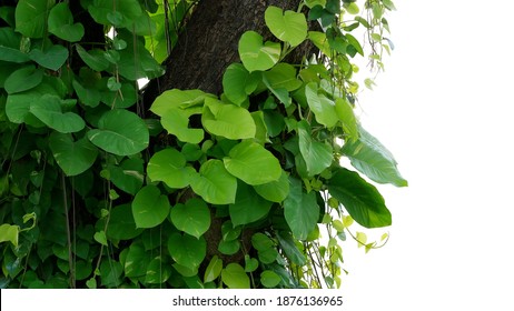 Green variegated leaves Devil’s ivy or golden pothos liana plant climbing on jungle tree trunk, tropical forest plant jungle vines bush isolated on white background with clipping path. - Powered by Shutterstock