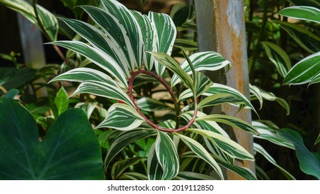 Green Variegated Leaves Of Spiral Ginger Or Crepe Ginger With Red Stem (Costus Speciosus Variegata) The Tropical Plant With Nature Background