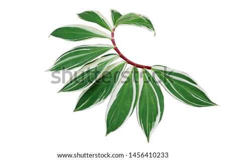 Green variegated leaves of spiral ginger or crepe ginger with red stem (Costus speciosus Variegata) the tropical plant isolated on white background, clipping path included.