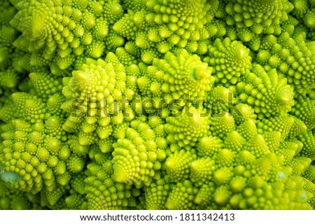 Green vegetable background of Romanesco cabbage. Romanesco cabbage close-up. Agricultural business. Growing vegetables. Plant growing.