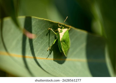 Green vegetable bug resting on a eucalyptus leaf in Cyprus. Macr