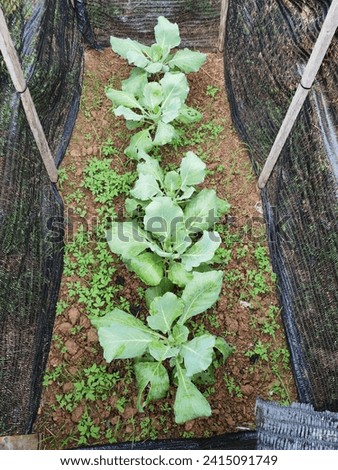 Green vegetable of cabbage grown in a protected net to lessen bugs attack. 