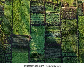 Green Vegetable Garden, Aerial View Ukraine