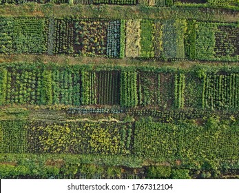 Green Vegetable Garden, Aerial View Ukraine