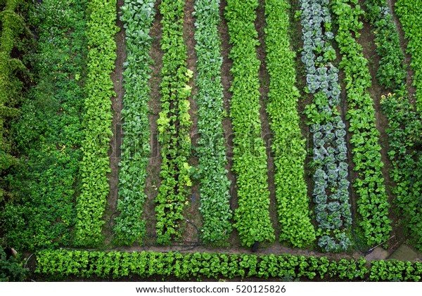 Green Vegetable Garden Top View Stock Photo Edit Now 520125826