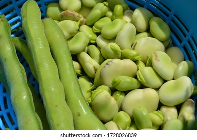 Green Vegetable Lima Beans, Phaseolus Lunatus