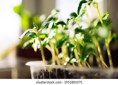 Germinacion Stock Photos, Images & Photography | Shutterstock