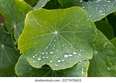 Green vegetation with leaves and water drops to improve the ecology and preserve life on earth - Shutterstock ID 2277470633