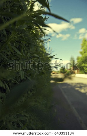 Green vegetation next to the road