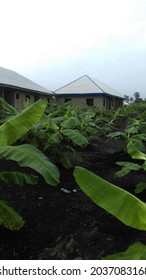 A Green Vegetation Of Plantain Farm In A Semi Urban Settlement In Africa 