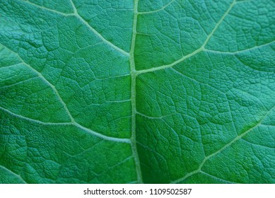 Green Vegetative Texture From A Piece Of A Large Leaf