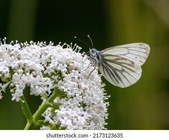 Green Veined White Butterfly Close Up.