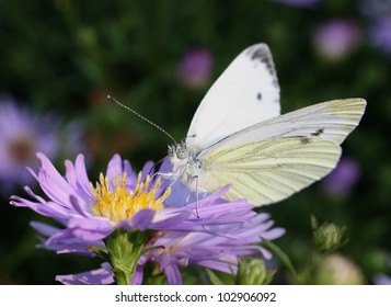 Green Veined White Butterfly On A Flower