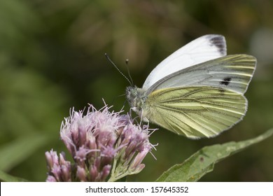 Green Veined White Butterfly On A Flower