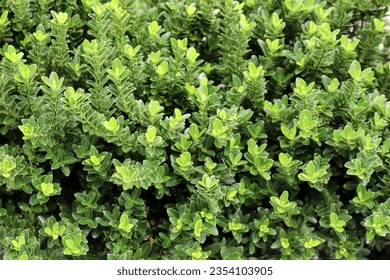 'Green Velvet Boxwood' cultivar of Chinese box (Buxus sinica), a shrub. - Shutterstock ID 2354103905