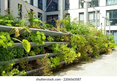 Green vertical green facade garden in full bloom for climate adaptation - Shutterstock ID 2206563587