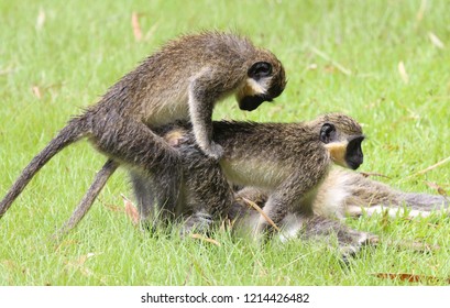 Green Vervet Monkey (Chlorocebus Pygerythrus)  Making Love For Mating, Gambia