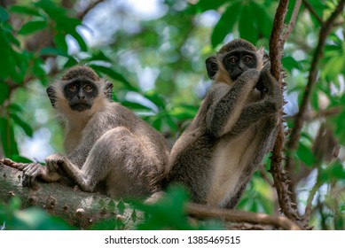 Green Vervet Monkeys In Bigilo Forest Park, The Gambia. Animals, Face.