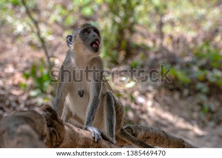 Green Vervet Monkeys in Bigilo forest park, The Gambia. Animals, face.