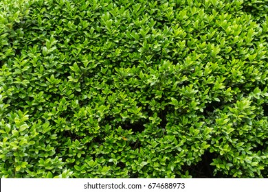 Green Vibrant Boxwood Bush Texture