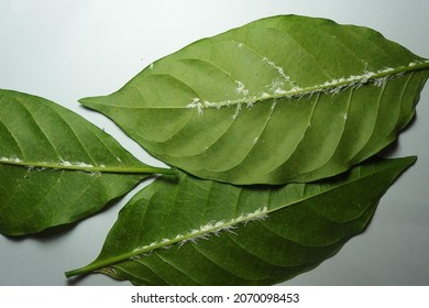 The green vien leaf has been destroyed by the mealybug infestation. They are classified as members of the Pseudococcidae family. - Shutterstock ID 2070098453