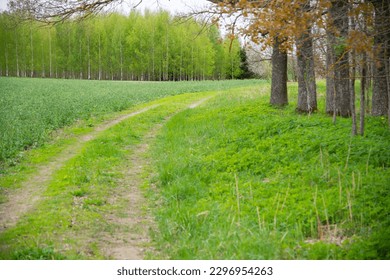 The green view of the natural environment with cornfields and forests during a beautiful day. Landscape scenery of beautiful agricultural nature.