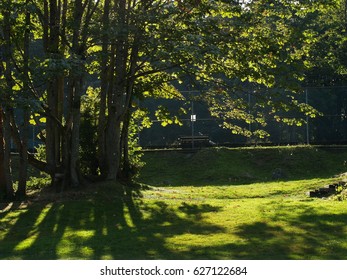 Green view of tree and forest in Cates Park, Vancouver, Canada.