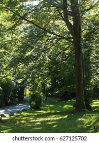 Green view of tree and forest in Cates Park, Vancouver, Canada.