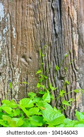 Green Vine Backgrounds Stock Photo 104146043 | Shutterstock