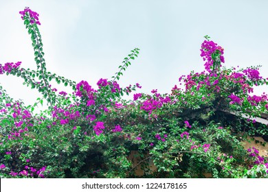 Green vine covered with red bougainvillea flowers