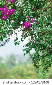 Green vine covered with red bougainvillea flowers