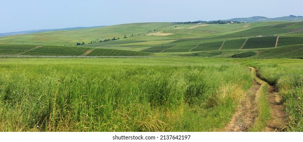 Green vine fields stretches over the horizon. Shemakha. Azerbaijan.