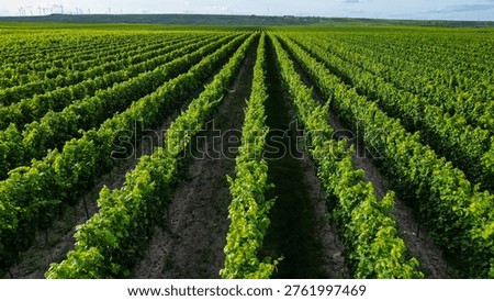 Green vine fields in summer, seen from above
